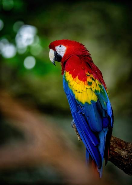 istock Colorful Parrot Perched on Branch in Forest 2155020232