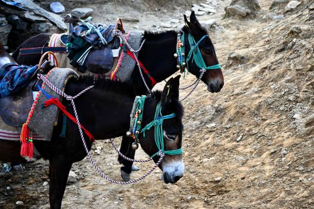 Front profile of a black horse in a stone wall enclosure of a traditional house in the village of Uttarakhand in India