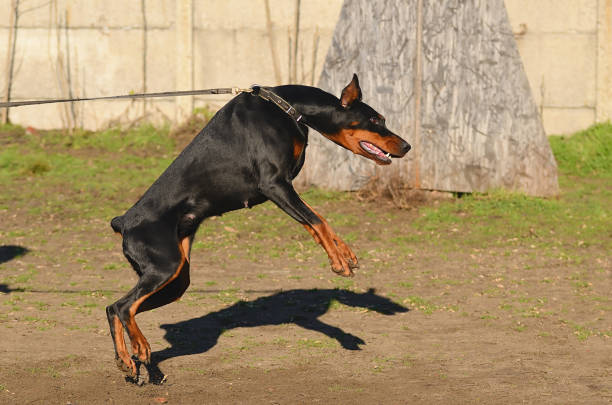 istock Doberman Pinscher dog 2155022674