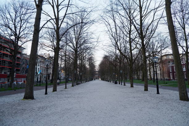 istock peaceful trees at lange voorhout 2155024675