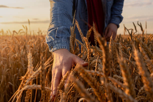 istock Farmer goes and touches his crop with hand 2155025262