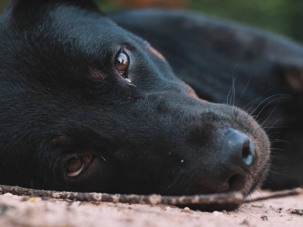 istock Thai Homeless dog 2155025753
