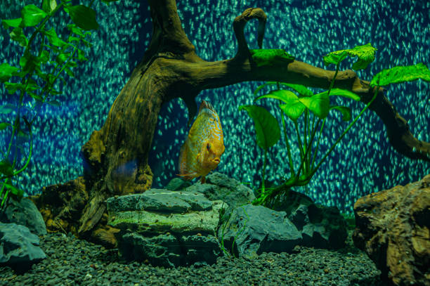 istock discus fish in aquarium, tropical fish. Symphysodon discus from Amazon river. 2155025972