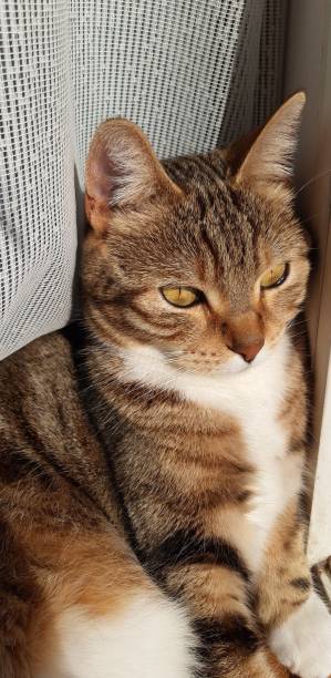 istock Cute tabby cat sitting under the curtain and sunbathing 2155026121