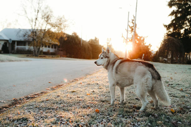 A  beautiful, six~ year~ old husky in a neighbourhood on a frosty morning.