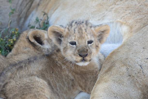 istock African Lioness and Cub 2155026442