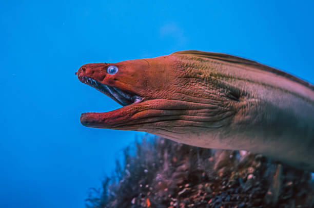 Moray eel portrait in the underwater. Underwater moray eel. Moray eel underwater. Moray eel close up undersea. A giant with a mysterious appearance swims near the sandy bottom surrounded