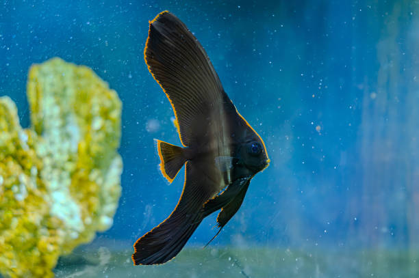 juvenile Platax pinnatus, also known as the pinnate spadefish, pinnate batfish, dusky batfish, shaded batfish, or red-faced batfish in coral reef among plankton stream at night dive