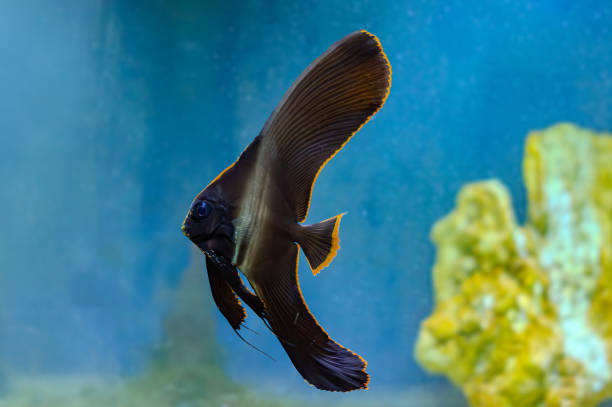 juvenile Platax pinnatus, also known as the pinnate spadefish, pinnate batfish, dusky batfish, shaded batfish, or red-faced batfish in coral reef among plankton stream at night dive