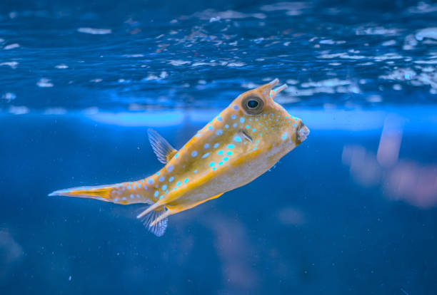 Fish under water, yellow trunk cow fish: lactoria cornuta