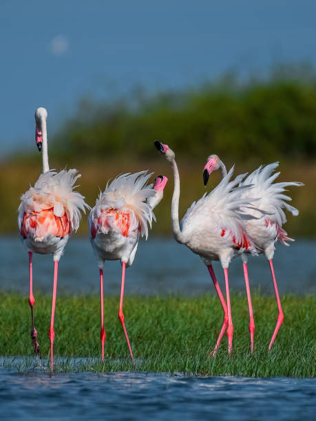 istock Nature and bird of srilanka 2155028720