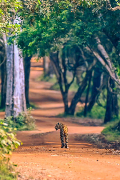 Female leopard in the forest