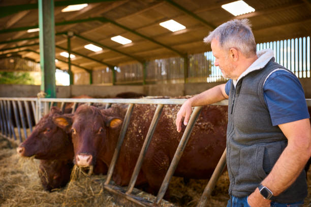 istock Mature Male Farm Worker Checking On Cattle In Barn At Feeding Time 2155028851