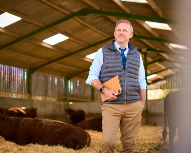 istock Mature Male Farm Worker Or Manager Standing Inside Cattle Barn With Digital Tablet 2155029012
