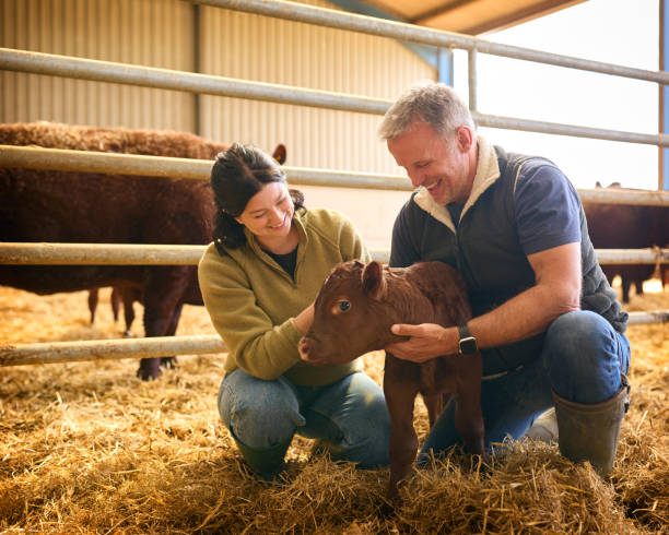 istock Male And Female Farm Workers Checking On Calf In Barn 2155029199