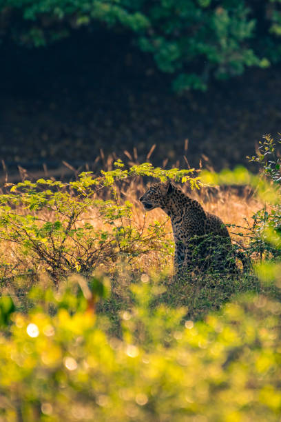 istock Female leopard in the forest 2155029446
