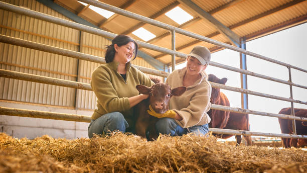istock Two Female Farm Workers Checking On Calf In Barn 2155029971
