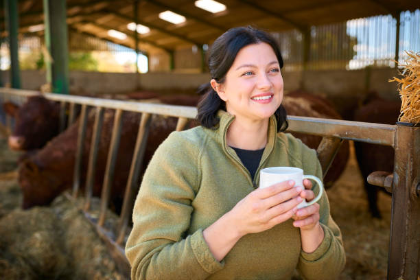 Young Female Farm Worker With Hot Drink Checking On Cattle In Barn