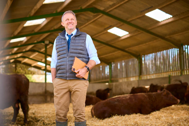 istock Mature Male Farm Worker Or Manager Standing Inside Cattle Barn With Digital Tablet 2155030443