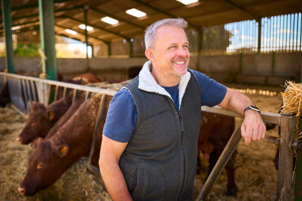 istock Mature Male Farm Worker Checking On Cattle In Barn At Feeding Time 2155030826