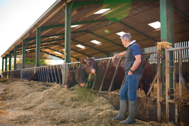 istock Mature Male Farm Worker Checking On Cattle In Barn At Feeding Time 2155030927