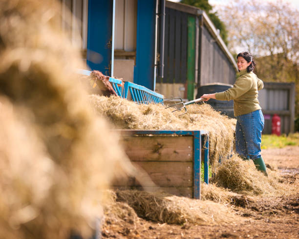 istock Female Farm Worker Using Pitchfork To Feed Hay To Cattle In Barn 2155031128