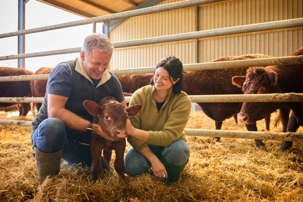 istock Male And Female Farm Workers Checking On Calf In Barn 2155031311