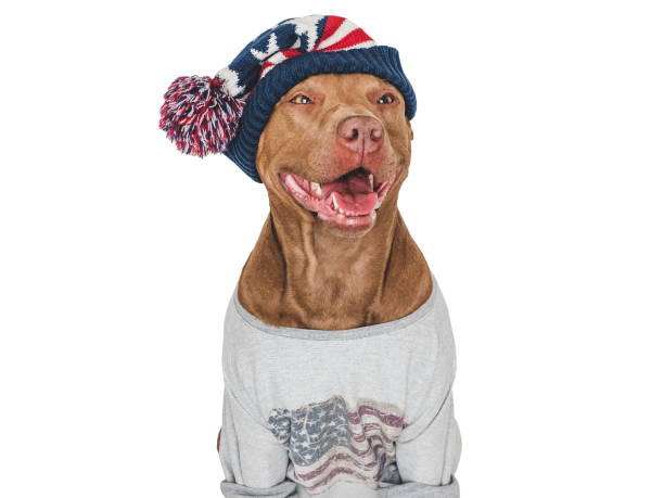 istock Cute dog and knitted winter hat. Studio shot 2155031631