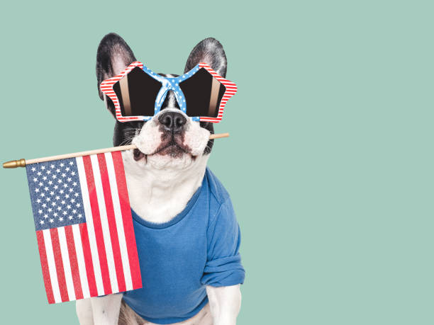 istock Cute puppy and American Flag. Studio shot 2155031714