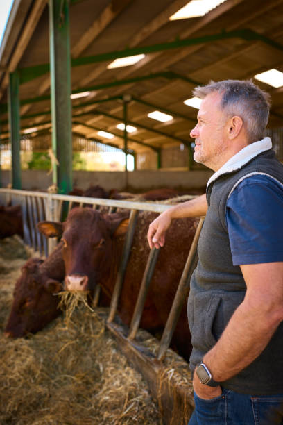 istock Mature Male Farm Worker Checking On Cattle In Barn At Feeding Time 2155031923