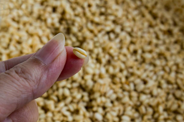 Close-up taken of A boiled grain of wheat on a finger, on a blurred wheat background