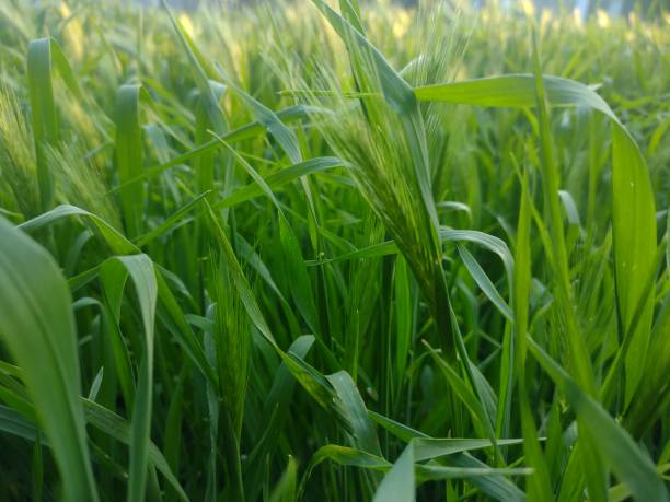 istock Natural green background. Fresh green grass. 2155032811