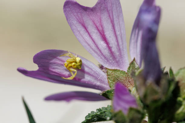 Crab spider Thomisus onustus on Malva sylvestris petal, Alcoy, Spain