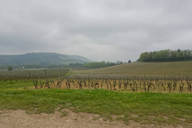 istock Vineyard on a misty day, Surrey, England 2155034443