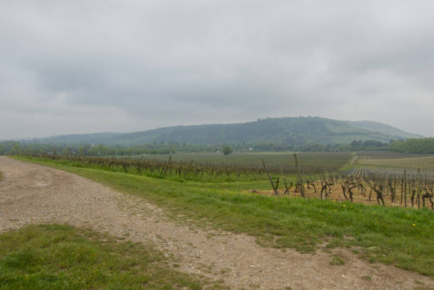 istock Vineyard on misty day, Surrey, England 2155034553