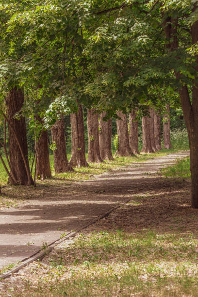 istock Empty alley along the trees in the summer park 2155034595