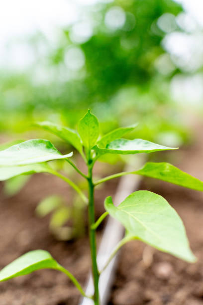 A close-up view of a young bell pepper seedling growing in a garden bed, showcasing the early stage of this vegetable plant's growth.