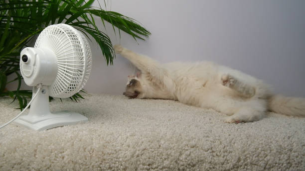 istock Cat lying under  green palm  in front of a white fan. 2155034935