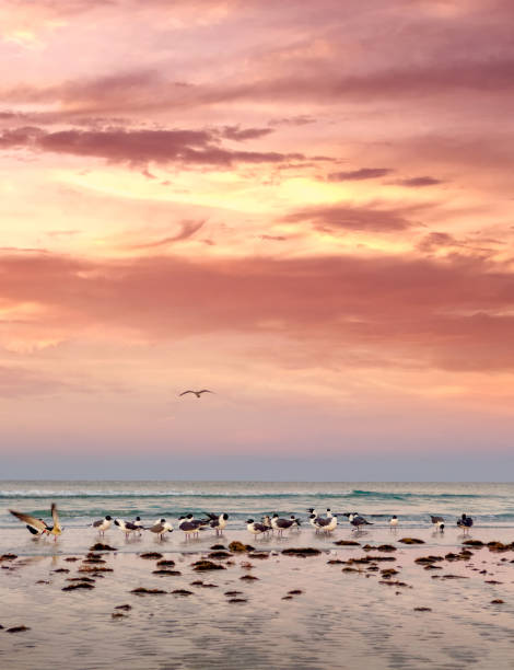 Group of seagulls on beach during sunset in Siesta Key, Sarasota, Florida