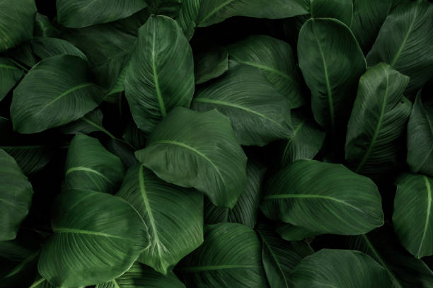 istock abstract green leaf texture, nature background, tropical leaf 2155035322