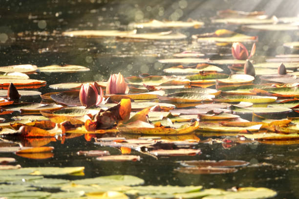 Water lily flowers in lake at Abant National Park,Turkey
