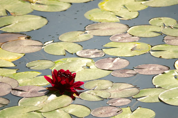 istock Beautiful water lily flower 2155036596