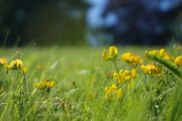 Yellow flowers growing on a field