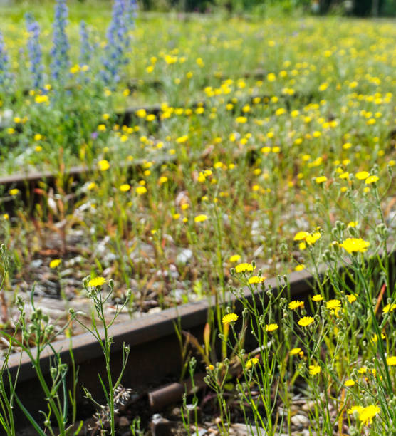 A railway overgrown by flowers