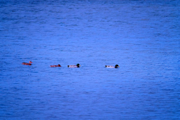 Ducks swimming on lake in Abant National Park,Turkey