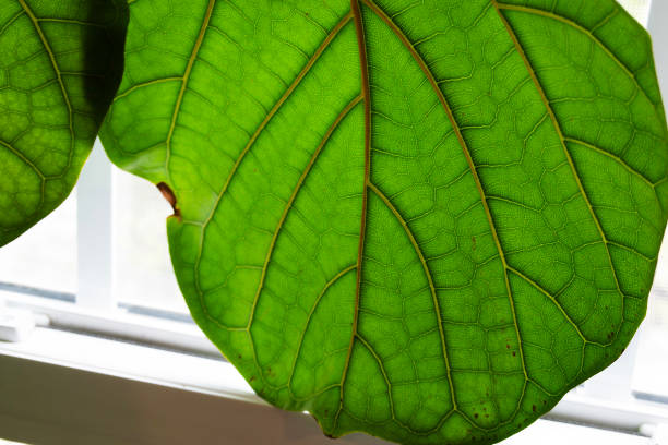 close-up of natural green leaf texture. green leaf surface for abstract backgrounds