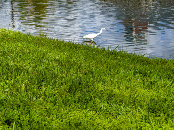 Single tropical water bird Heron hunting in lake in Sarasota, Florida, USA