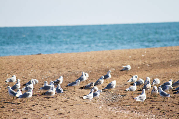 Seagulls On The Sandy Point At Point Pelee Ontario Canada