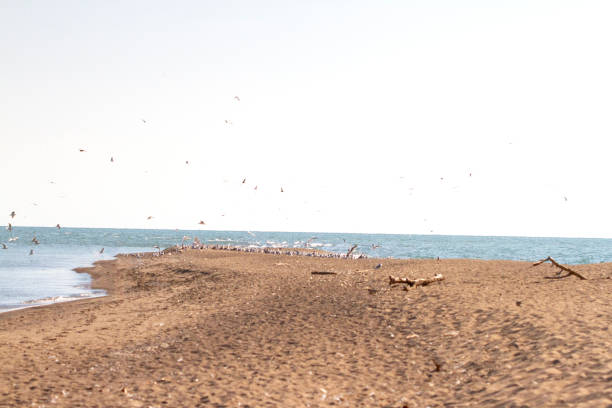Seagulls On The Sandy Point At Point Pelee Ontario Canada