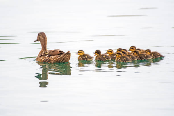 istock Mallard Ducklings Swimming with Mallard Hen 2155038647